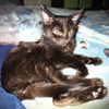 Charles