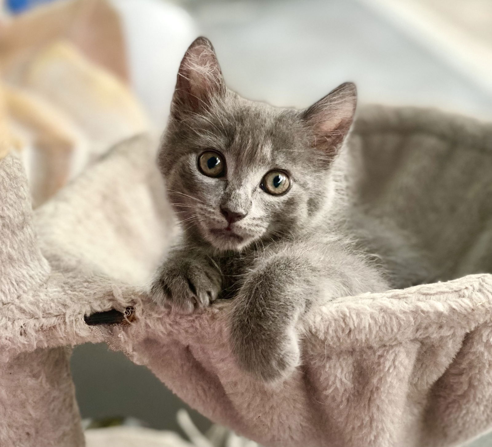 adoptable Cat in Fort Myers, FL named Lightning