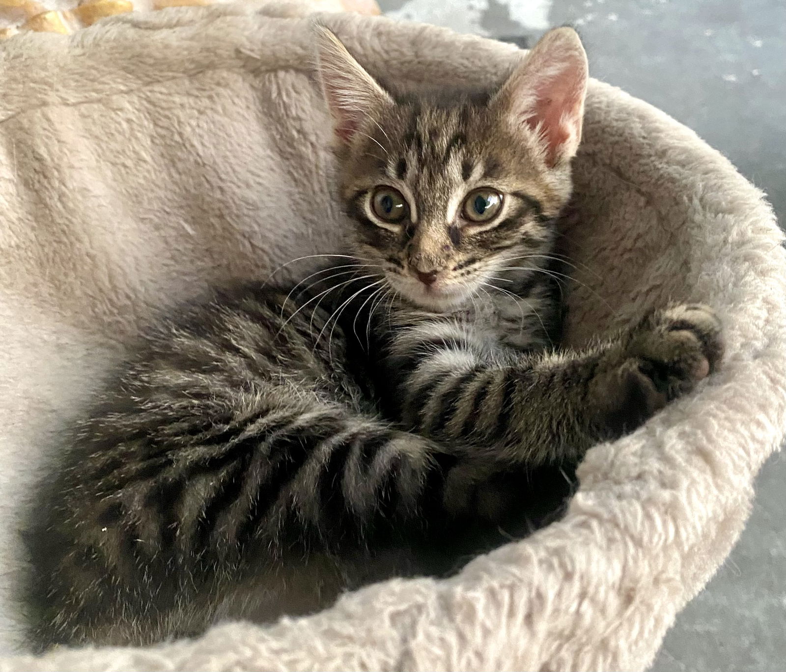 adoptable Cat in Fort Myers, FL named Thunder