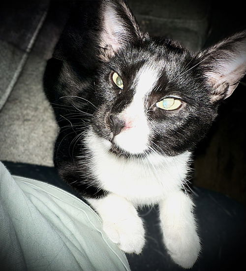 picture of the cat needing adoption
