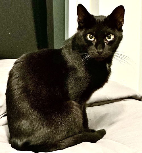 picture of the cat needing adoption