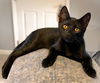 adoptable Cat in Fort Myers, FL named Panther