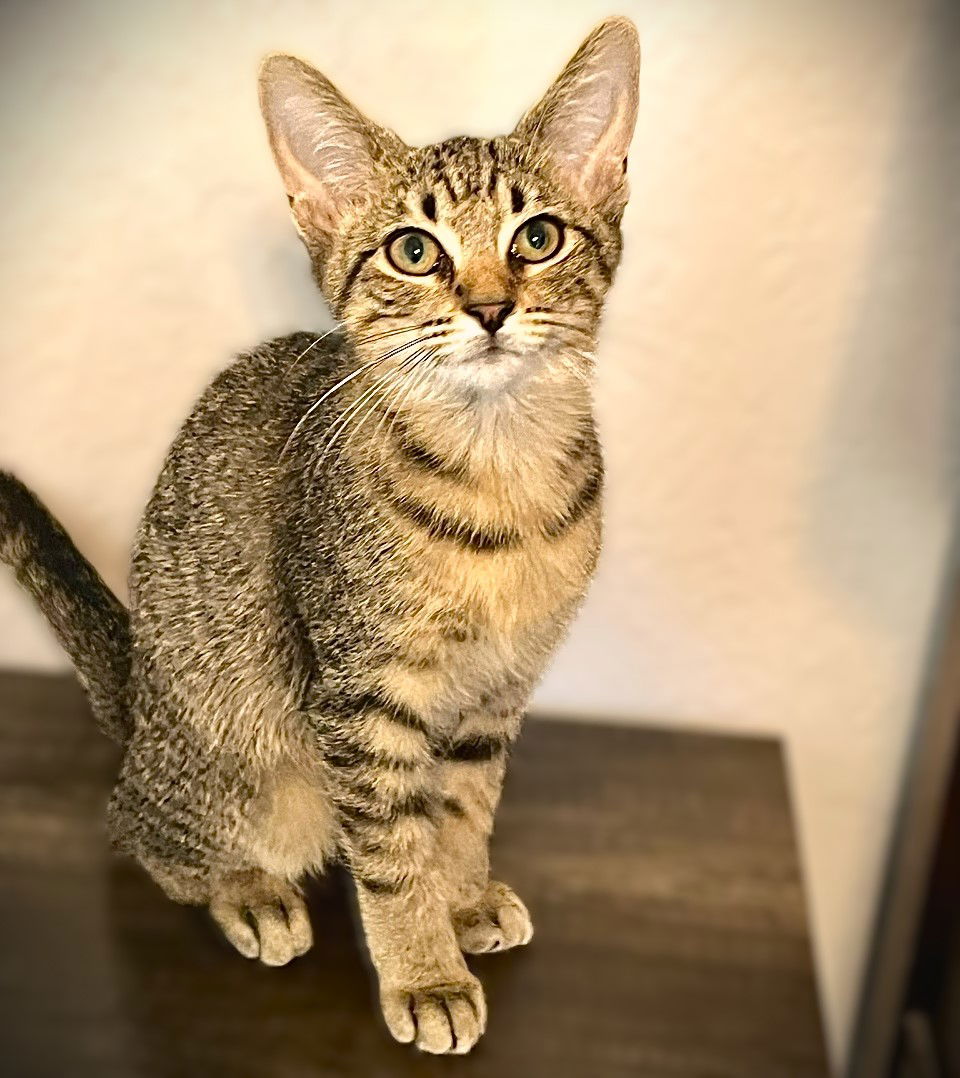 adoptable Cat in Fort Myers, FL named Pebbles