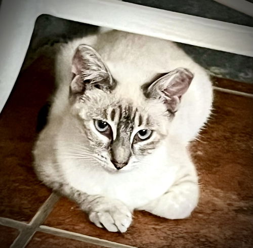 Koko