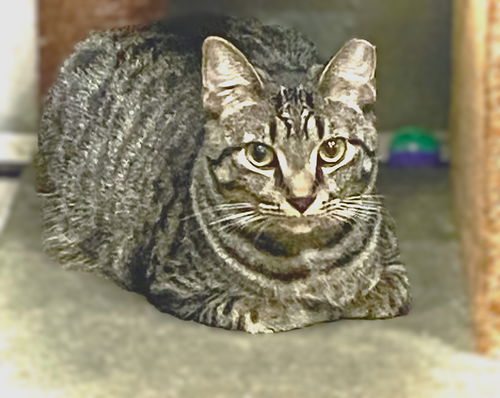 picture of the cat needing adoption