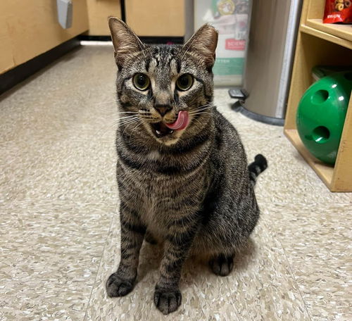 Lulu