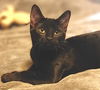 adoptable Cat in Fort Myers, FL named Rosetta