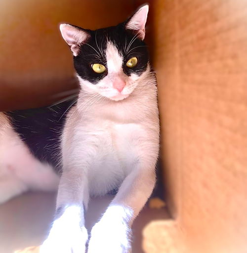 picture of the cat needing adoption