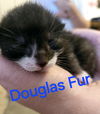 Douglas Fur