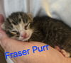 Fraser Purr