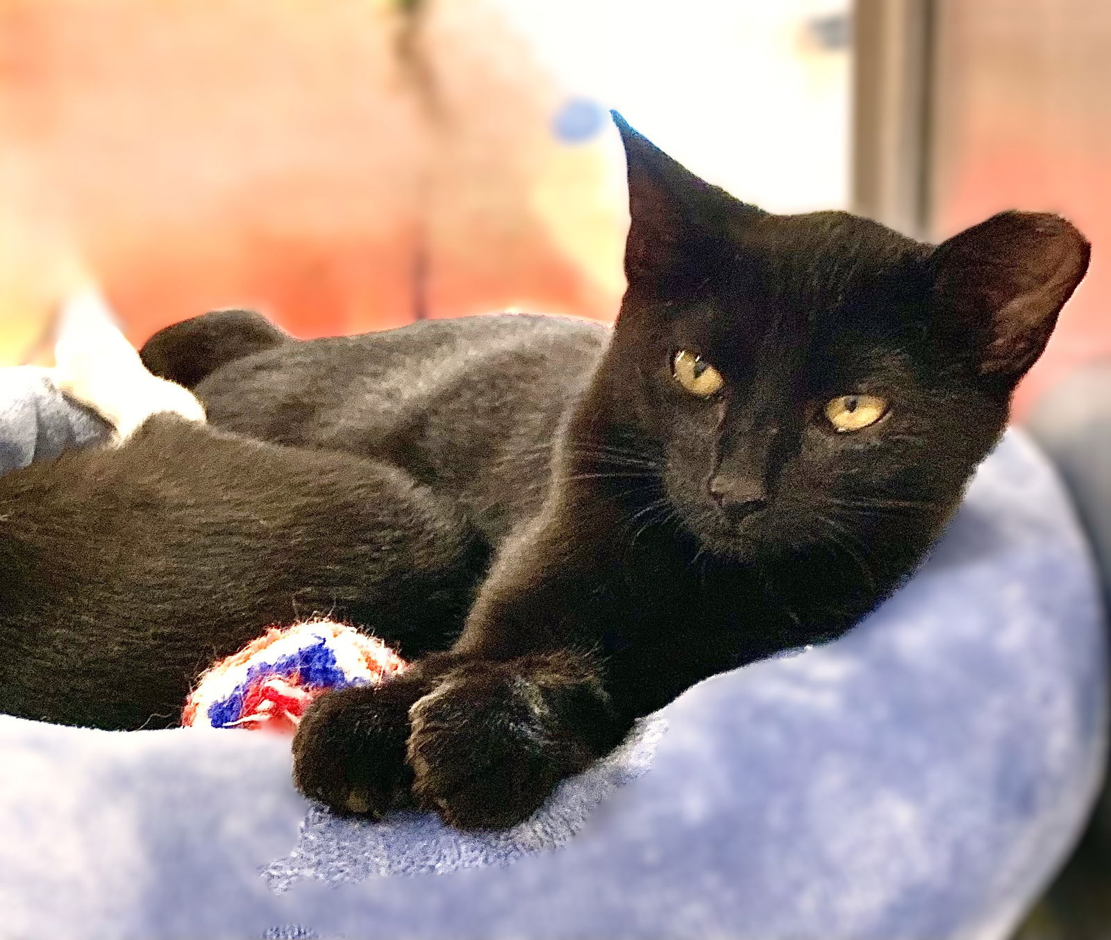 adoptable Cat in Fort Myers, FL named Baby