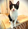 adoptable Cat in Fort Myers, FL named Baxter