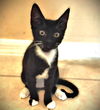 adoptable Cat in Fort Myers, FL named Binxie