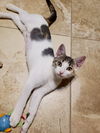 adoptable Cat in Fort Myers, FL named Halley