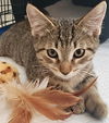 adoptable Cat in Fort Myers, FL named Frisky