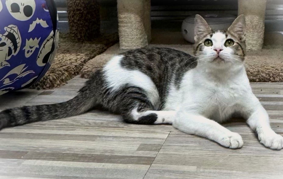 adoptable Cat in Fort Myers, FL named Marshmallow