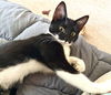 adoptable Cat in Fort Myers, FL named Domino