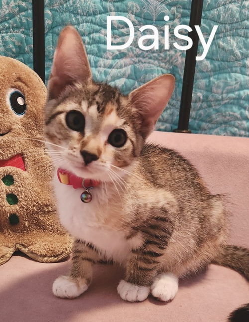 Daisy