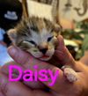 Daisy