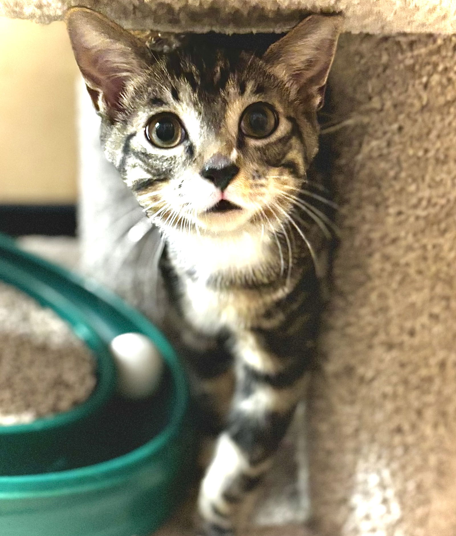adoptable Cat in Estero, FL named Muffin
