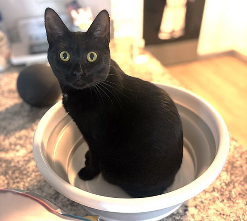 LYRIC - Domestic Short Hair for adoption in Cape Coral