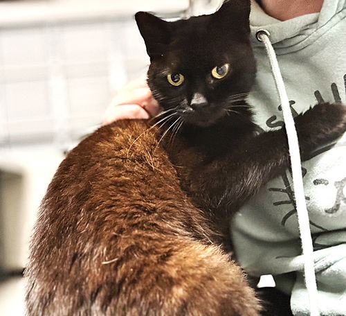 picture of the cat needing adoption