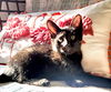Miss Alice