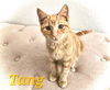 Tang