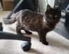 Liepard