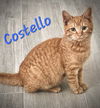 Costello