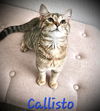 Callisto