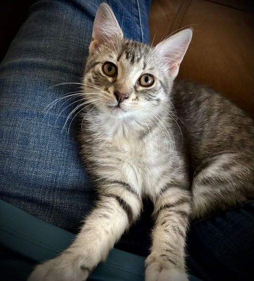 Freida