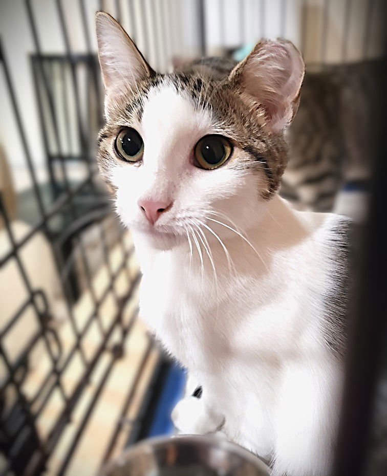 adoptable Cat in Cape Coral, FL named Viceroy