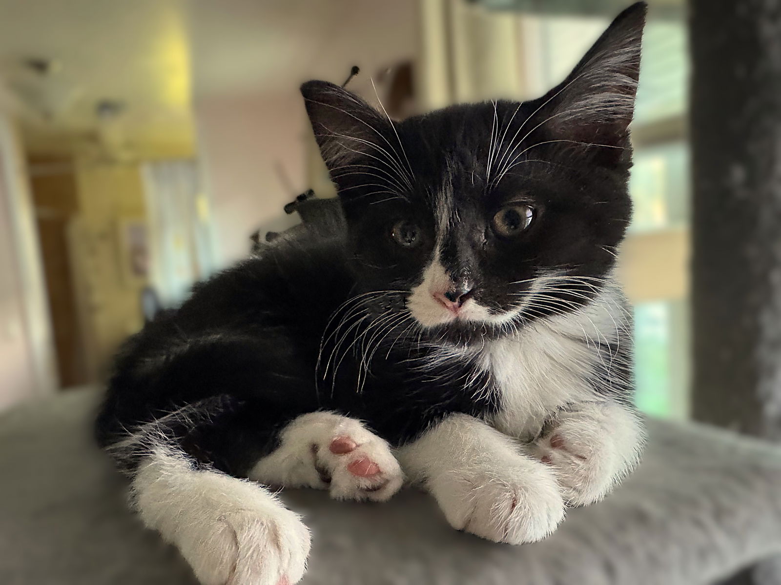 adoptable Cat in Fort Myers, FL named Chipper