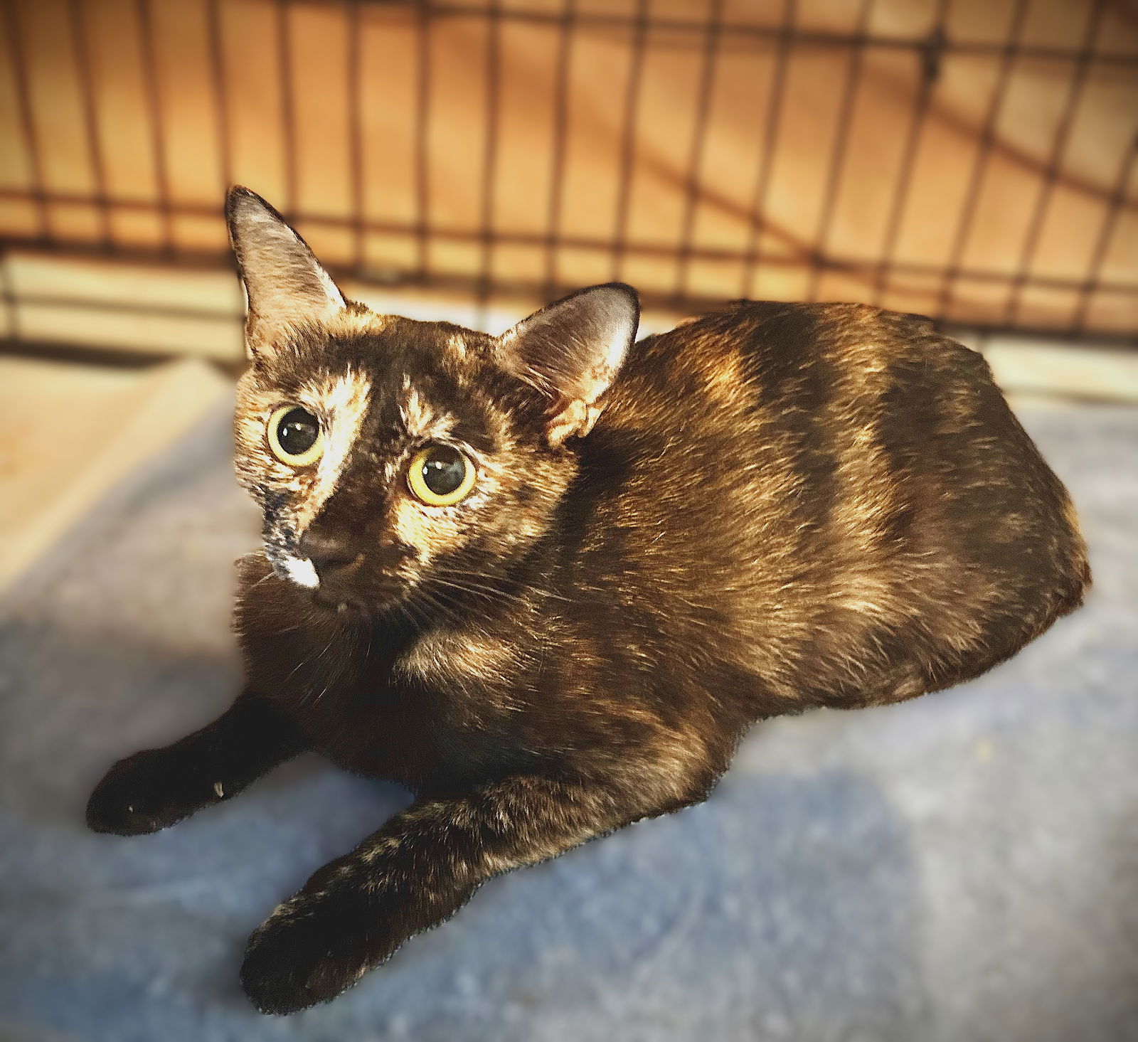adoptable Cat in Cape Coral, FL named Brandy