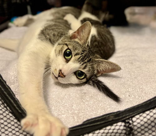 picture of the cat needing adoption