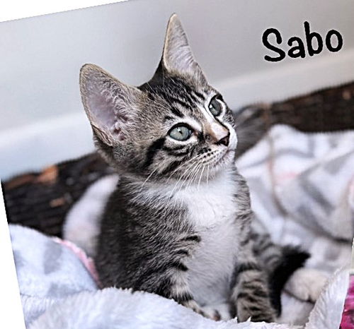 picture of the cat needing adoption