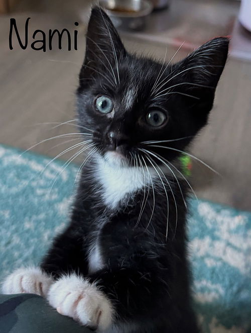 picture of the cat needing adoption