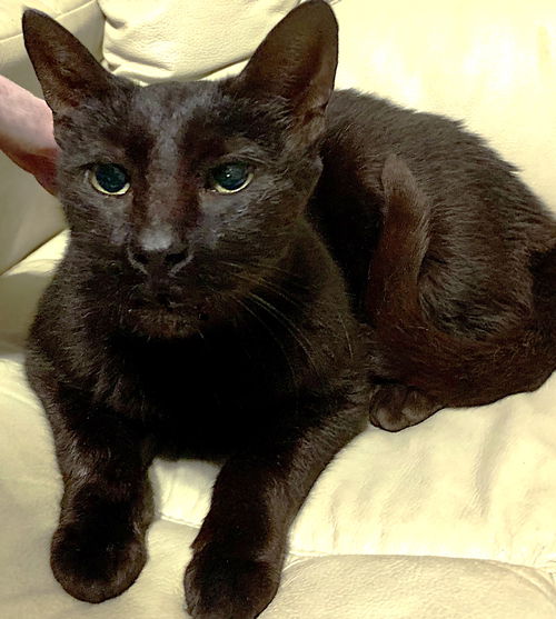 picture of the cat needing adoption
