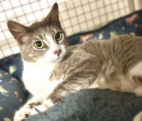 picture of the cat needing adoption