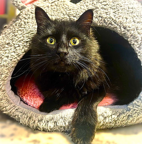 picture of the cat needing adoption
