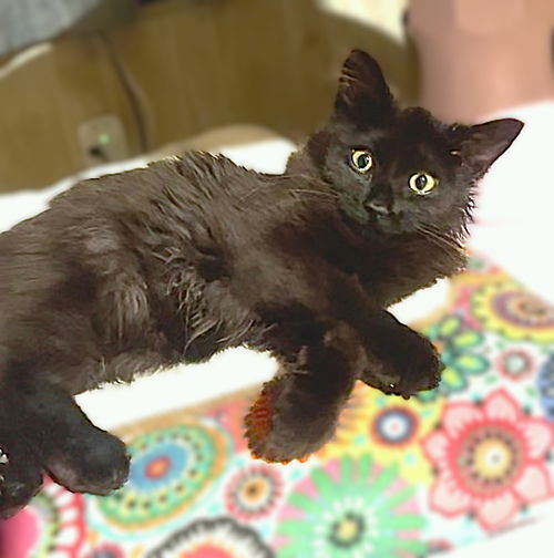 picture of the cat needing adoption