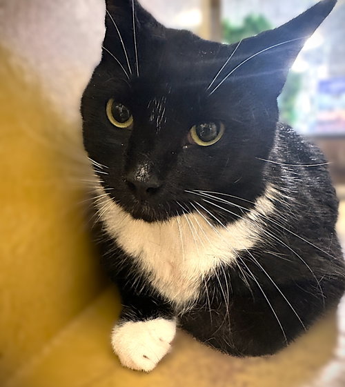Einie, Adult Tuxedo / Mixed (short coat), cat for adoption in North Port, Florida