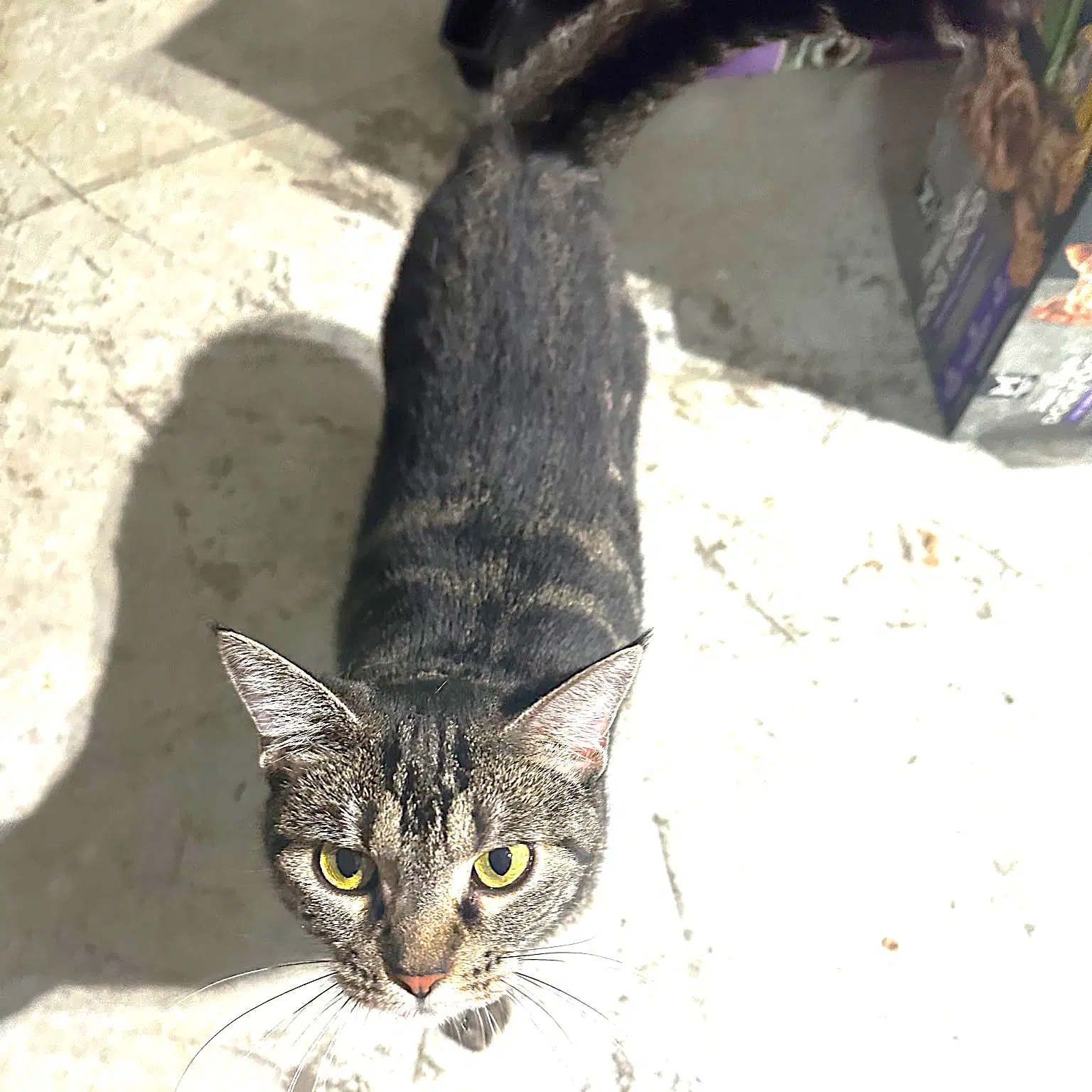 Miss Trixie - Tabby