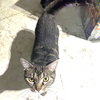 Miss Trixie - Photo 1