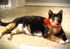 Lady Jade