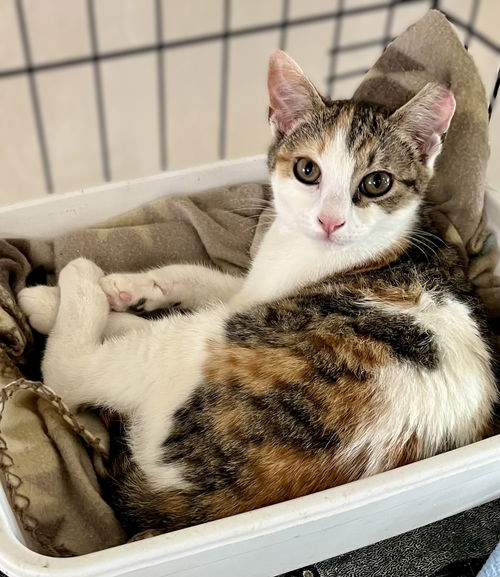 picture of the cat needing adoption