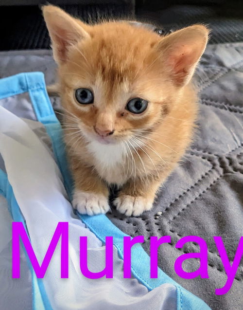 Murray