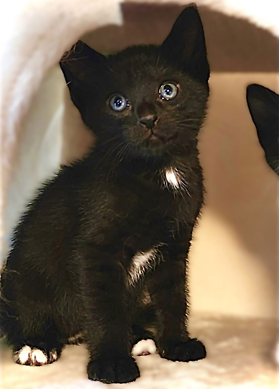 adoptable Cat in Cape Coral, FL named Honey Bee