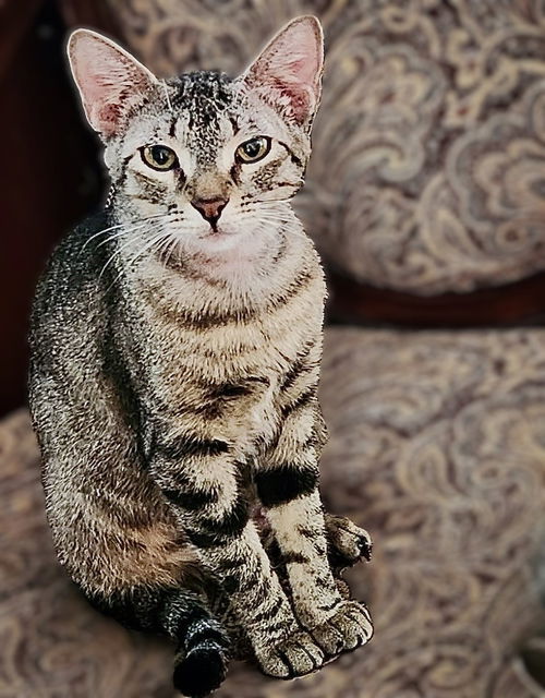 picture of the cat needing adoption